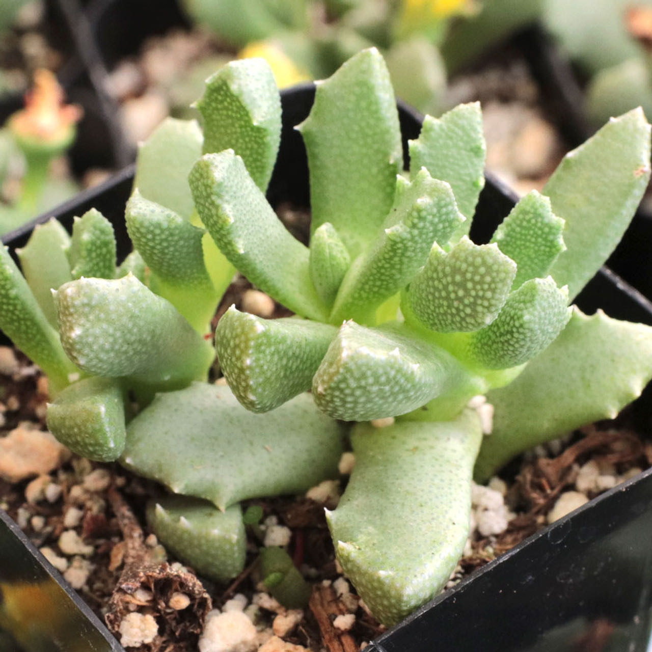 Photo of the plant species Musteline Stomatium by @Gloomby named puh destroyer on Greg, the plant care app