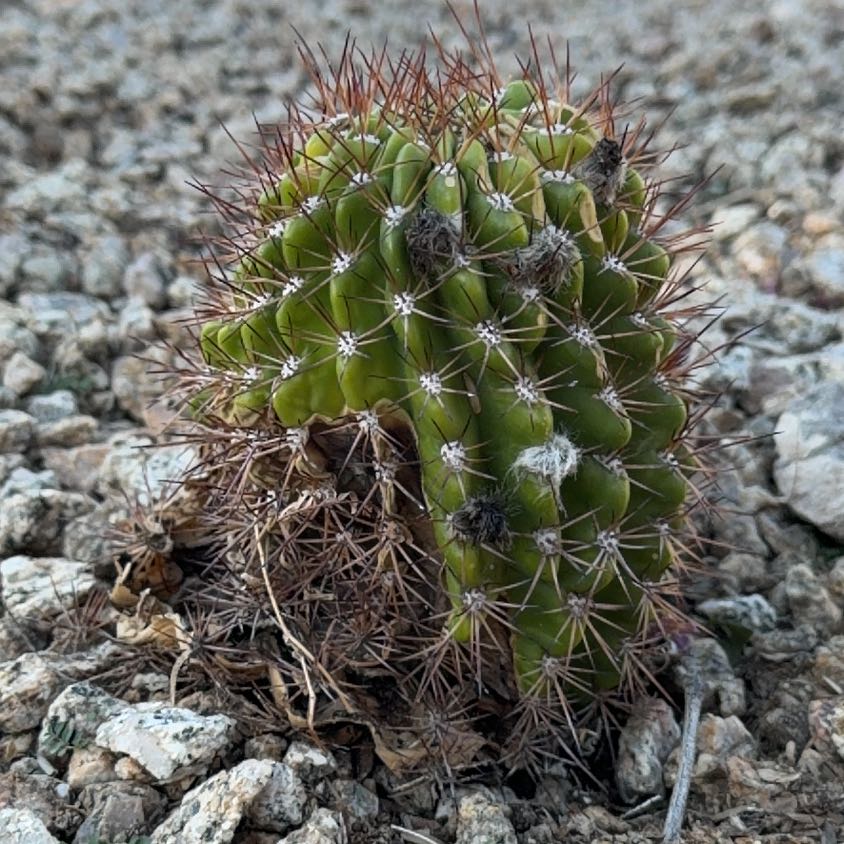 Photo of the plant species Argentine Giant by @FitBokchoi70 named Foxxy on Greg, the plant care app