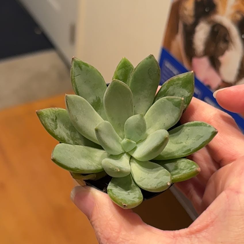 Photo of the plant species Pachyveria 'Blue Quartz' by @LeadBlueiris17 named Mando on Greg, the plant care app