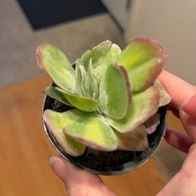 Photo of the plant species Variegated Paddle Plant by @LeadBlueiris17 named Forrest on Greg, the plant care app