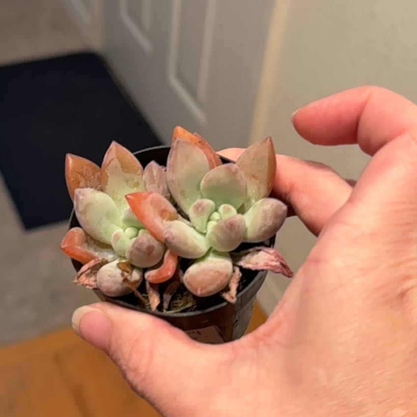 Photo of the plant species Echeveria Abalone by @LeadBlueiris17 named Stella on Greg, the plant care app
