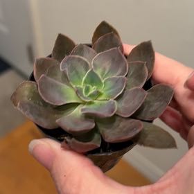 Photo of the plant species Echeveria 'Rico' by @LeadBlueiris17 named Marilyn on Greg, the plant care app