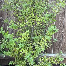 Photo of the plant species Kōhūhū by @JocularHopsage named Prince on Greg, the plant care app