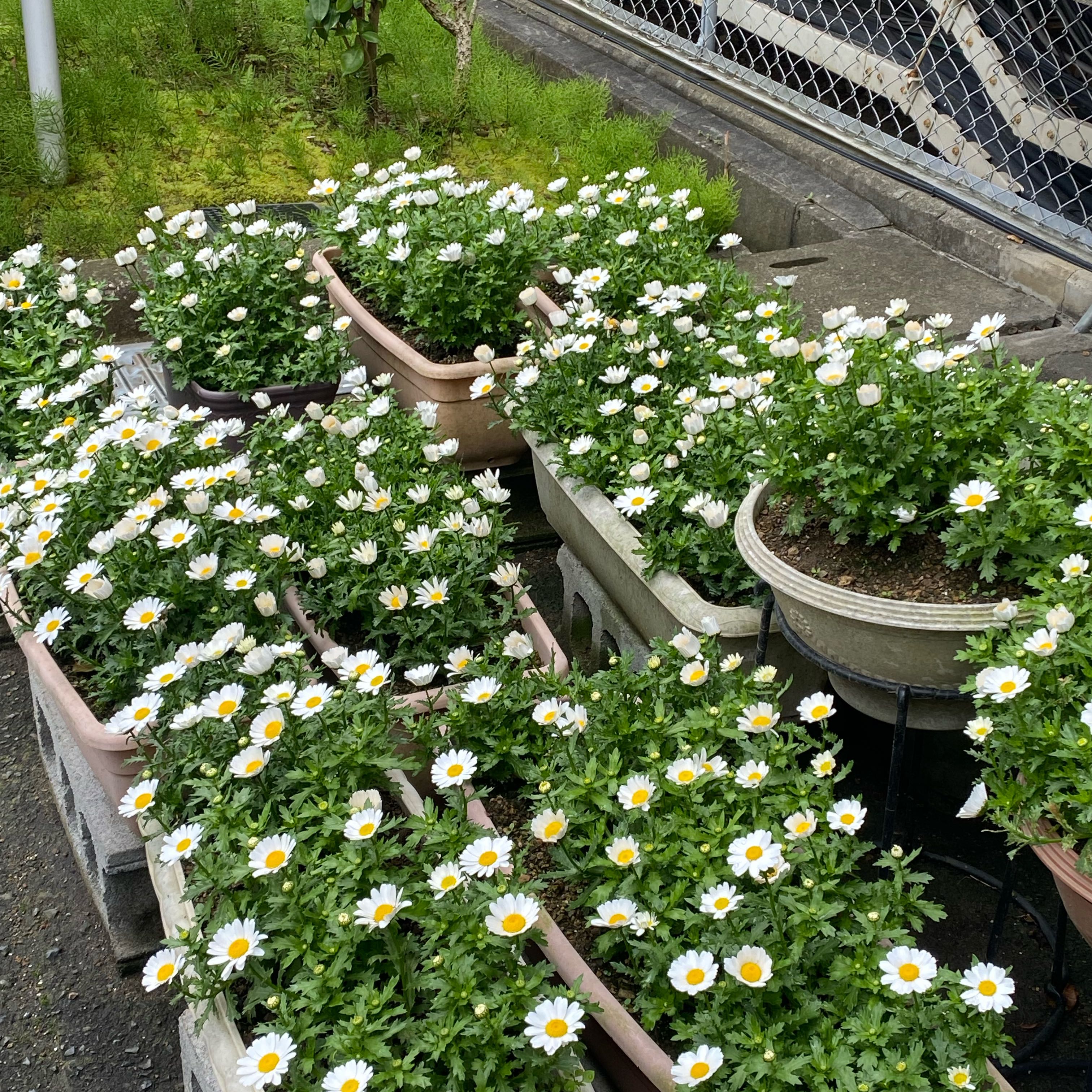 Photo of the plant species Latin American Fleabane by @RealMandarin37 named Surya on Greg, the plant care app