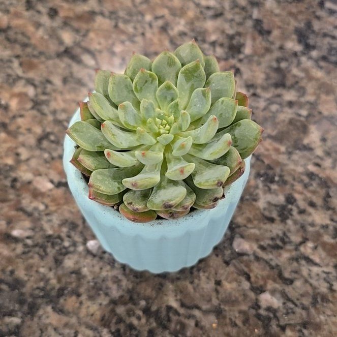 Photo of the plant species Echeveria 'Ruby Kissed' by @LargeWinika87 named Huckleberry Fern on Greg, the plant care app