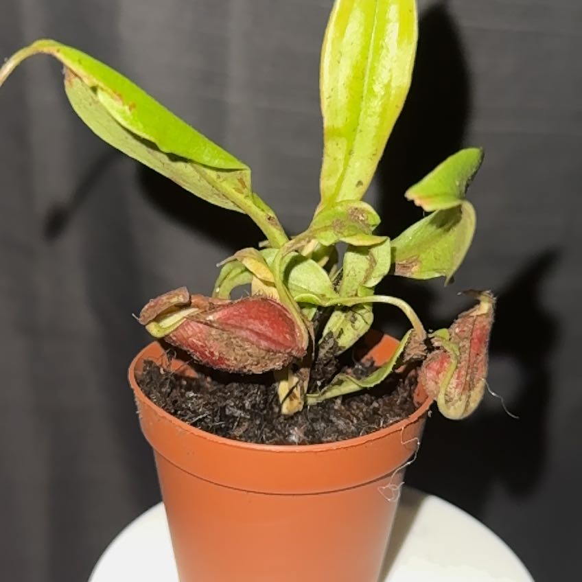 Photo of the plant species Nepenthes X 'Rebecca Soper' - Nepenthes gracillima 'Dark Red' X ventricosa by @ValidGrass58 named Emerson on Greg, the plant care app