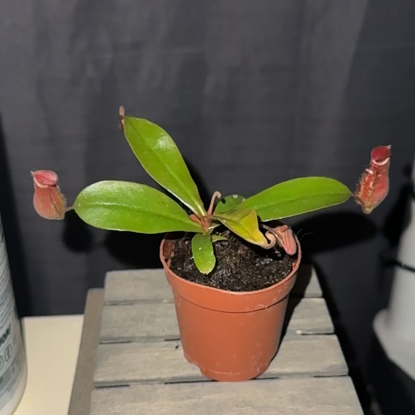 Photo of the plant species Nepenthes X 'Rebecca Soper' - Nepenthes gracillima 'Dark Red' X ventricosa by @ValidGrass58 named Osmo on Greg, the plant care app
