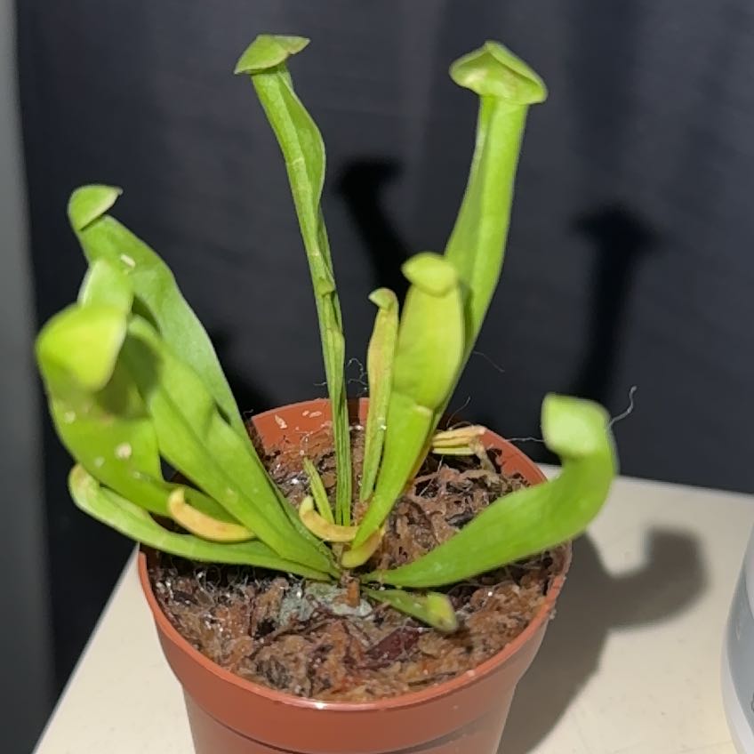 Photo of the plant species Sweet Pitcher Plant by @ValidGrass58 named Scarlett on Greg, the plant care app