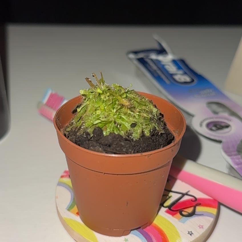 Photo of the plant species Sundew by @ValidGrass58 named Cleopatra on Greg, the plant care app
