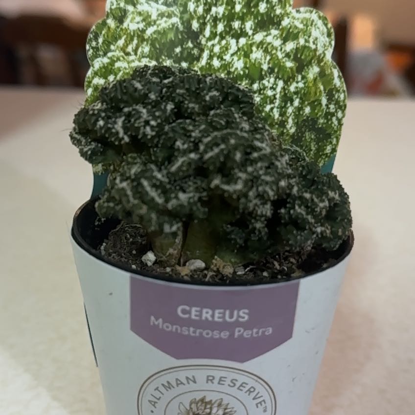 Photo of the plant species Cacti Succulent AR by @BusyCyclamen2 named Curie on Greg, the plant care app