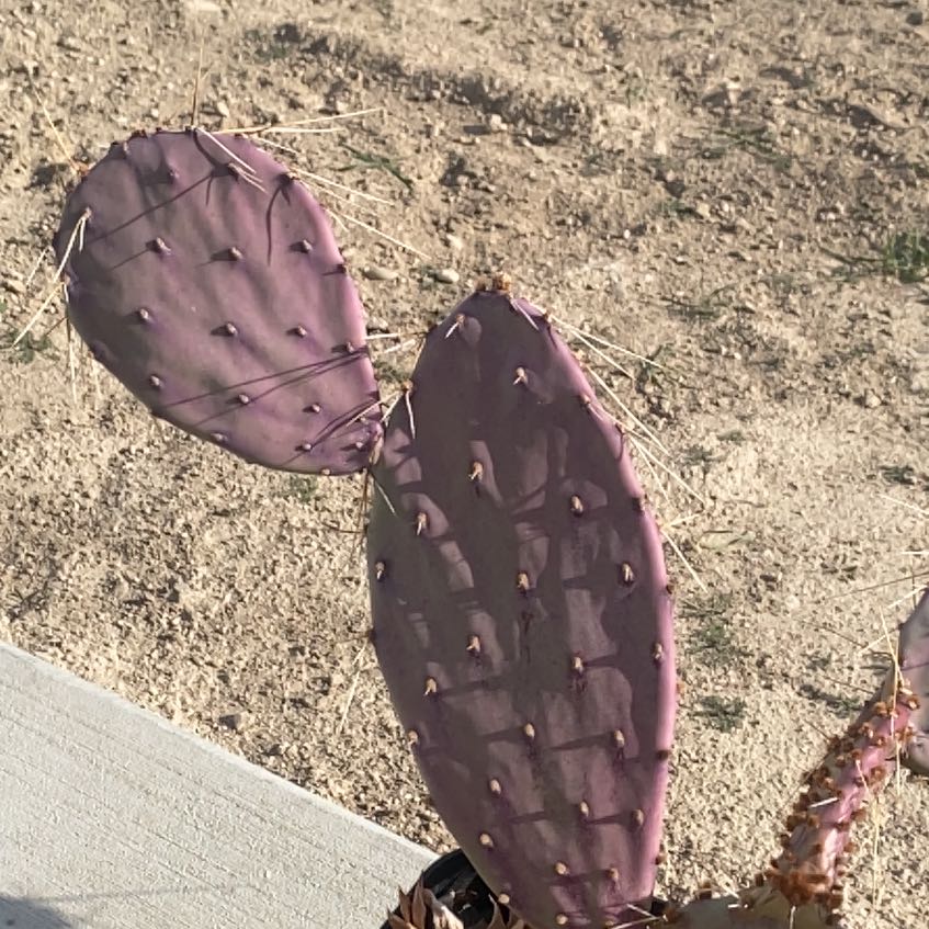 Photo of the plant species Black-Spined Prickly Pear by @FortunateBasil named Duke on Greg, the plant care app