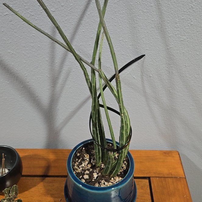 Photo of the plant species Pickle plant by @ManlyFeijoa19 named Surya on Greg, the plant care app