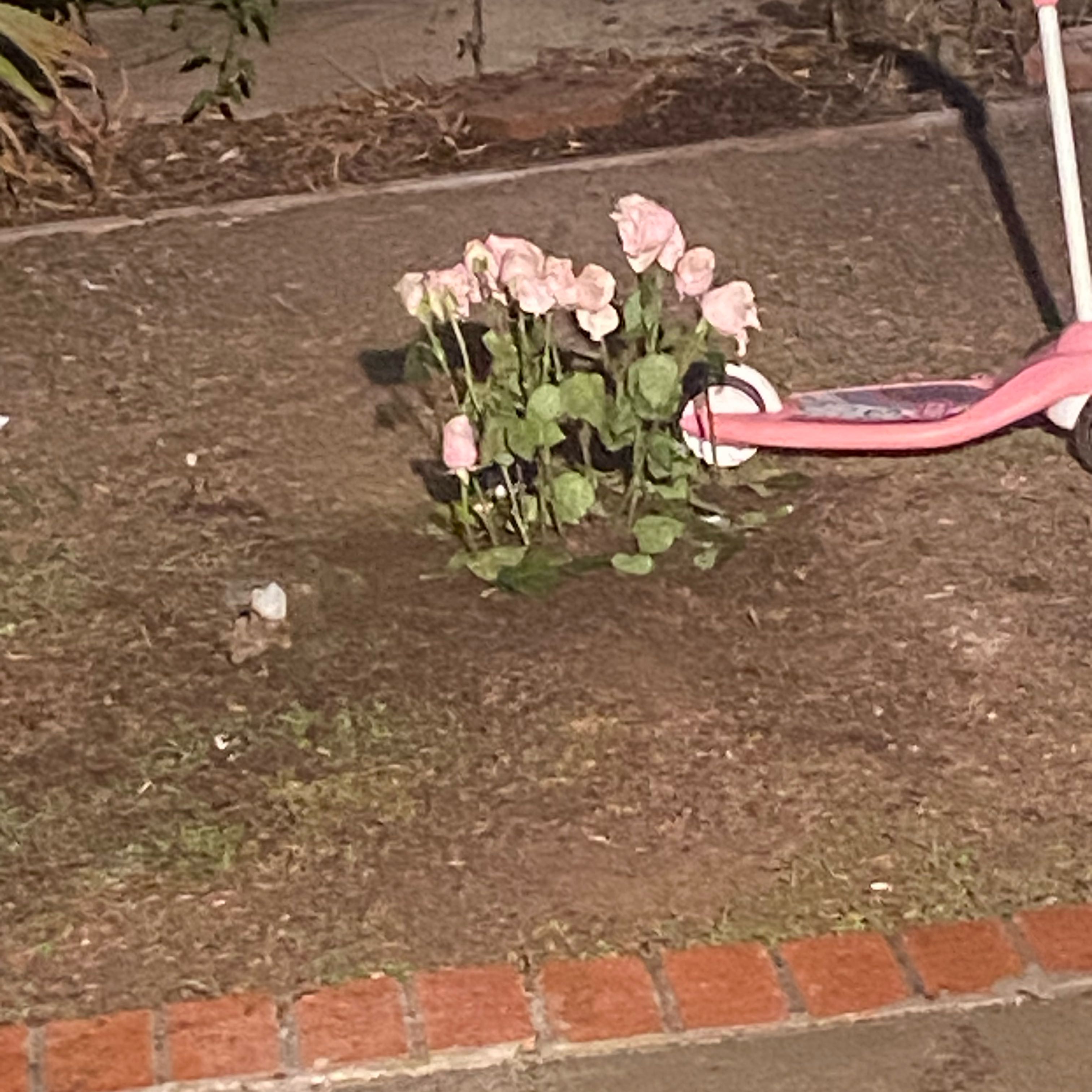 Photo of the plant species Mini Rose by @LushMakole98 named Marley on Greg, the plant care app