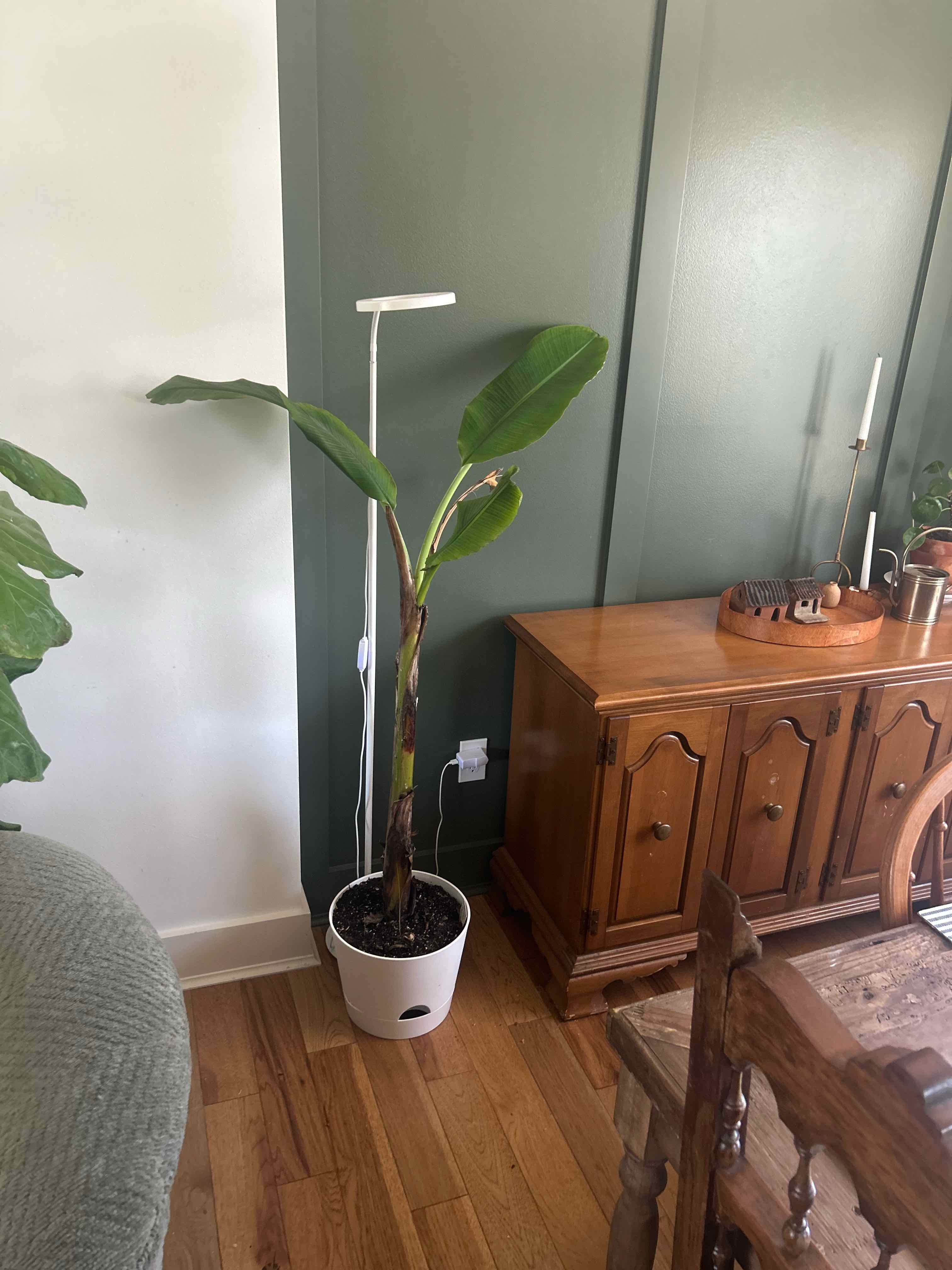 Photo of the plant species Ice Cream Banana by @UndoubtedRosea named Sigmund on Greg, the plant care app