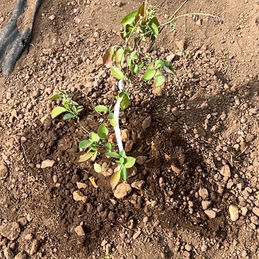 Photo of the plant species Bless Your Heart Blueberry Bush by @UndoubtedRosea named Zion on Greg, the plant care app