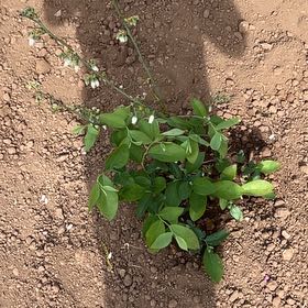 Photo of the plant species Bless Your Heart Blueberry Bush by @UndoubtedRosea named Maya on Greg, the plant care app
