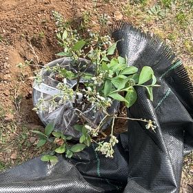 Photo of the plant species Bless Your Heart Blueberry Bush by @UndoubtedRosea named Bella on Greg, the plant care app