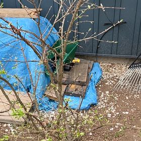 Photo of the plant species Border Forsythia by @UndoubtedRosea named Flora on Greg, the plant care app