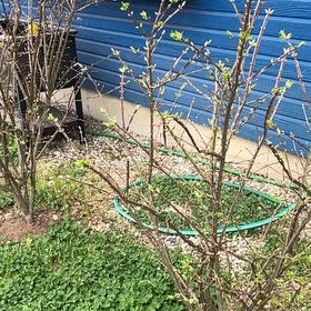 Photo of the plant species Vitex Agnus-Castus by @UndoubtedRosea named Winston on Greg, the plant care app