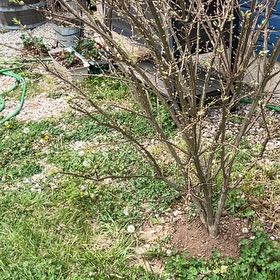 Photo of the plant species Vitex Agnus-Castus by @UndoubtedRosea named Halo on Greg, the plant care app