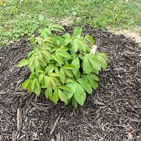 Photo of the plant species Peonies by @UndoubtedRosea named Penelope on Greg, the plant care app