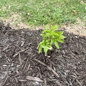 Photo of the plant species Peonies by @UndoubtedRosea named Poppy on Greg, the plant care app