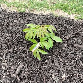 Photo of the plant species Peonies by @UndoubtedRosea named Petal on Greg, the plant care app