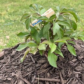 Photo of the plant species Peonies by @UndoubtedRosea named Pansy on Greg, the plant care app