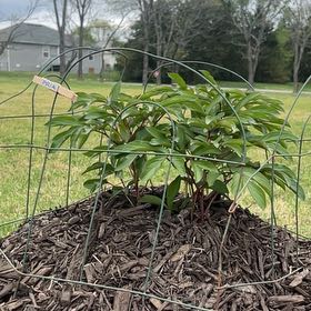 Photo of the plant species Peonies by @UndoubtedRosea named Pria on Greg, the plant care app