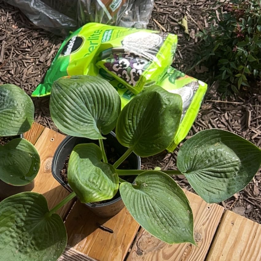 Photo of the plant species Hosta 'Hope' by @UndoubtedRosea named Hope on Greg, the plant care app