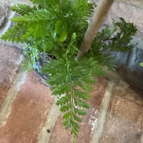 Photo of the plant species Black Rabbit's Foot Fern by @ProPurei17 named da Vinci on Greg, the plant care app