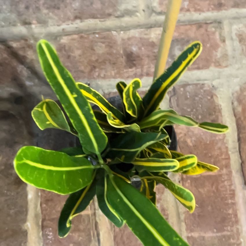 Photo of the plant species Florida Beauty by @ProPurei17 named Sol on Greg, the plant care app