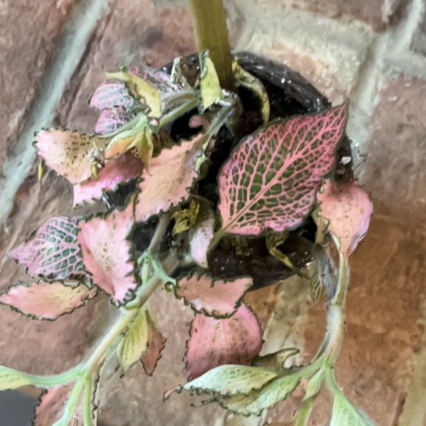 Photo of the plant species Frankie Fittonia by @ProPurei17 named Sherlock on Greg, the plant care app