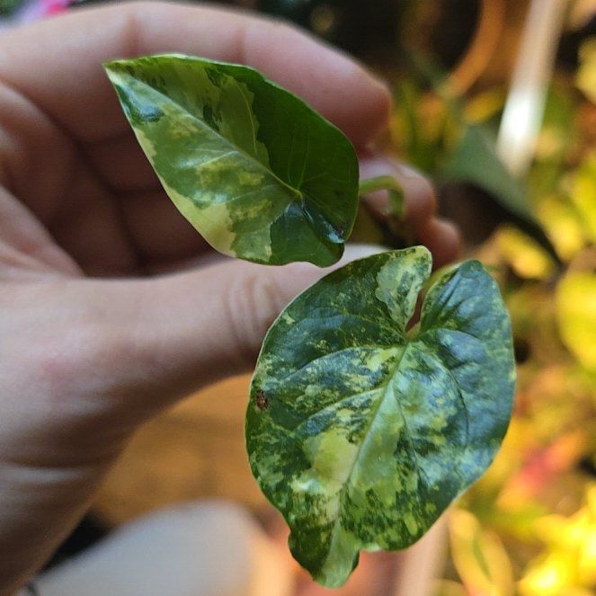 Photo of the plant species Syngonium aurea by @ComicalCacto53 named McKinley on Greg, the plant care app