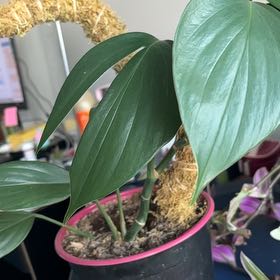 Photo of the plant species Philodendron Dragon Tail by @OptimalPuriri82 named Sir Plancelot on Greg, the plant care app