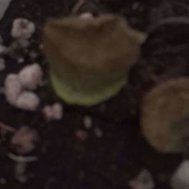 Photo of the plant species Navelwort by @KeyTutu91 named Marilyn on Greg, the plant care app