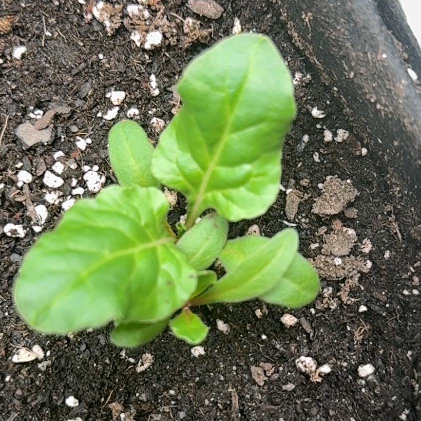 Photo of the plant species Swiss Chard by @KnightlyAtom64 named Queen on Greg, the plant care app