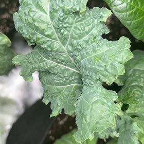Photo of the plant species Kale by @KnightlyAtom64 named Harper on Greg, the plant care app