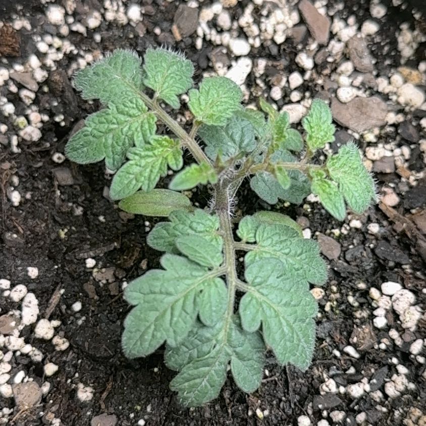 Photo of the plant species Tomato 'Tiny Tim' by @KnightlyAtom64 named Lebron on Greg, the plant care app