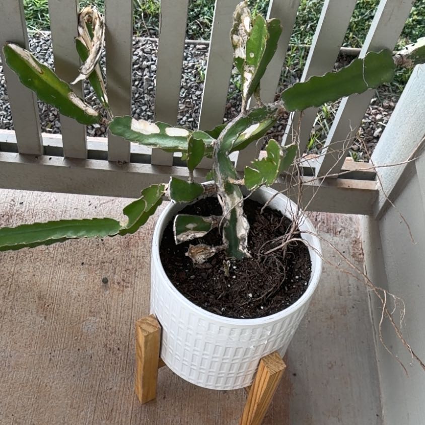 Photo of the plant species dragon fruit cactus by @Amtraylor named Bruce Lee on Greg, the plant care app