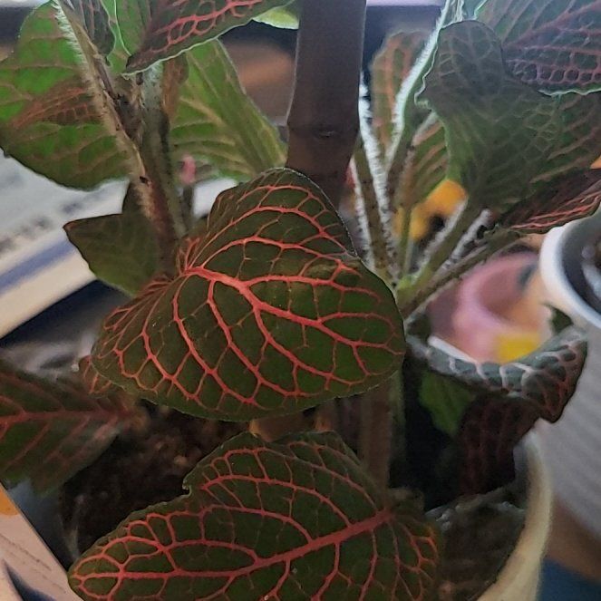 Photo of the plant species Red Anna Fittonia by @MagicalBorage named Sanders on Greg, the plant care app