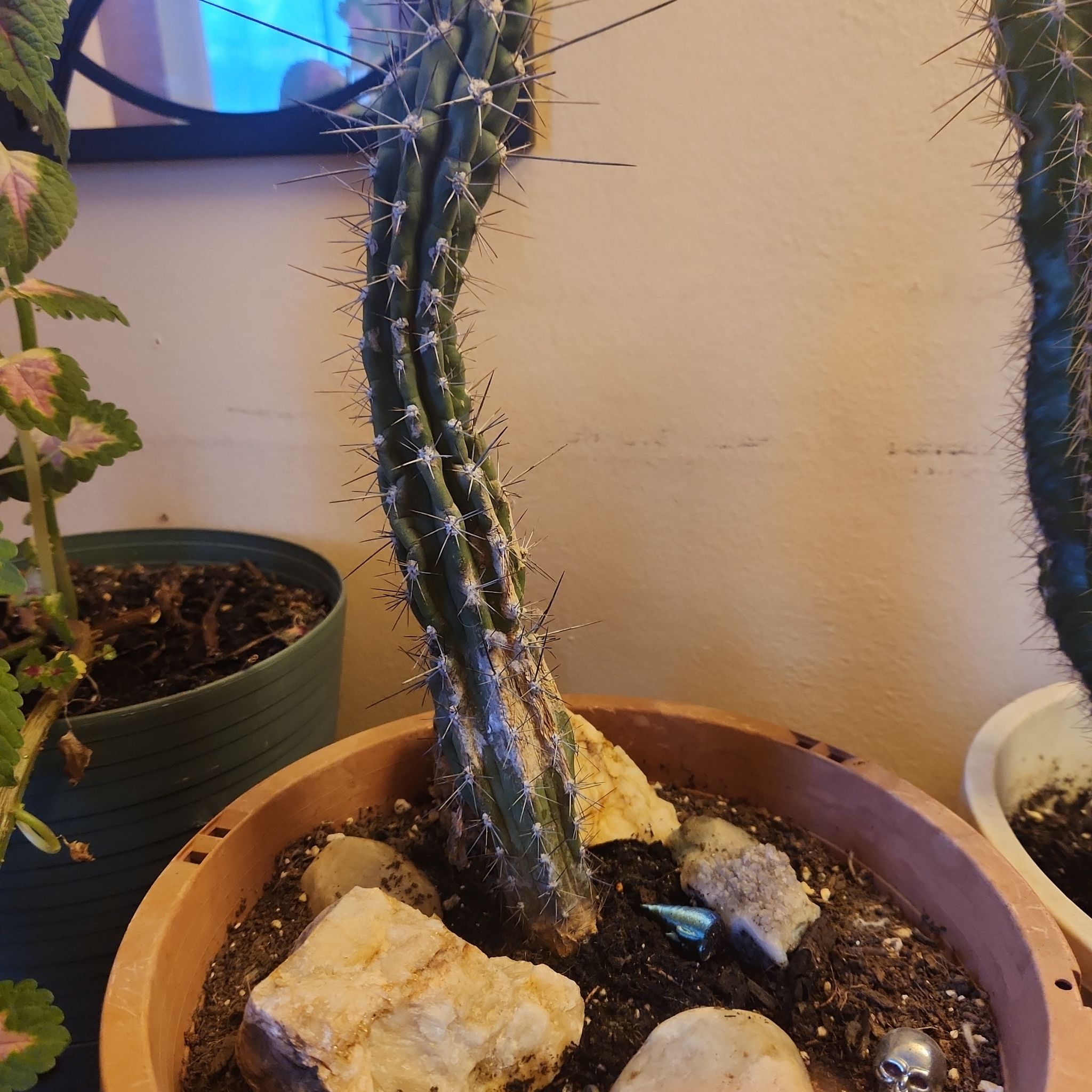 Photo of the plant species Argentine Toothpick Cactus by @PetDeathcap54 named Gomez on Greg, the plant care app