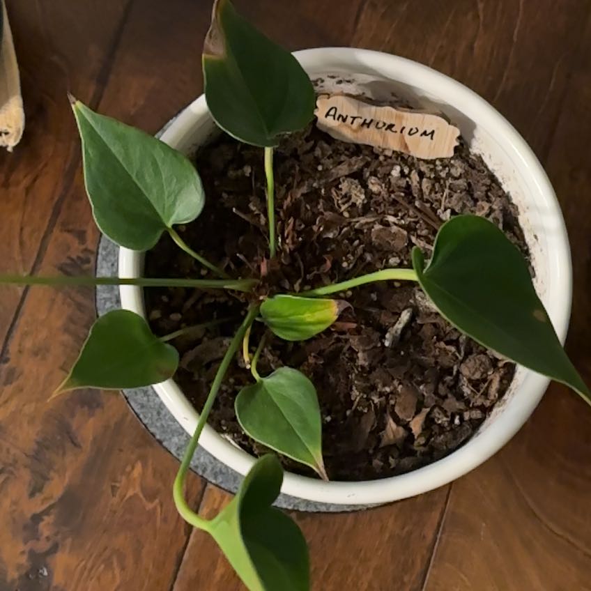Photo of the plant species Red Anthurium by @PeppyOkra90 named Beckham on Greg, the plant care app