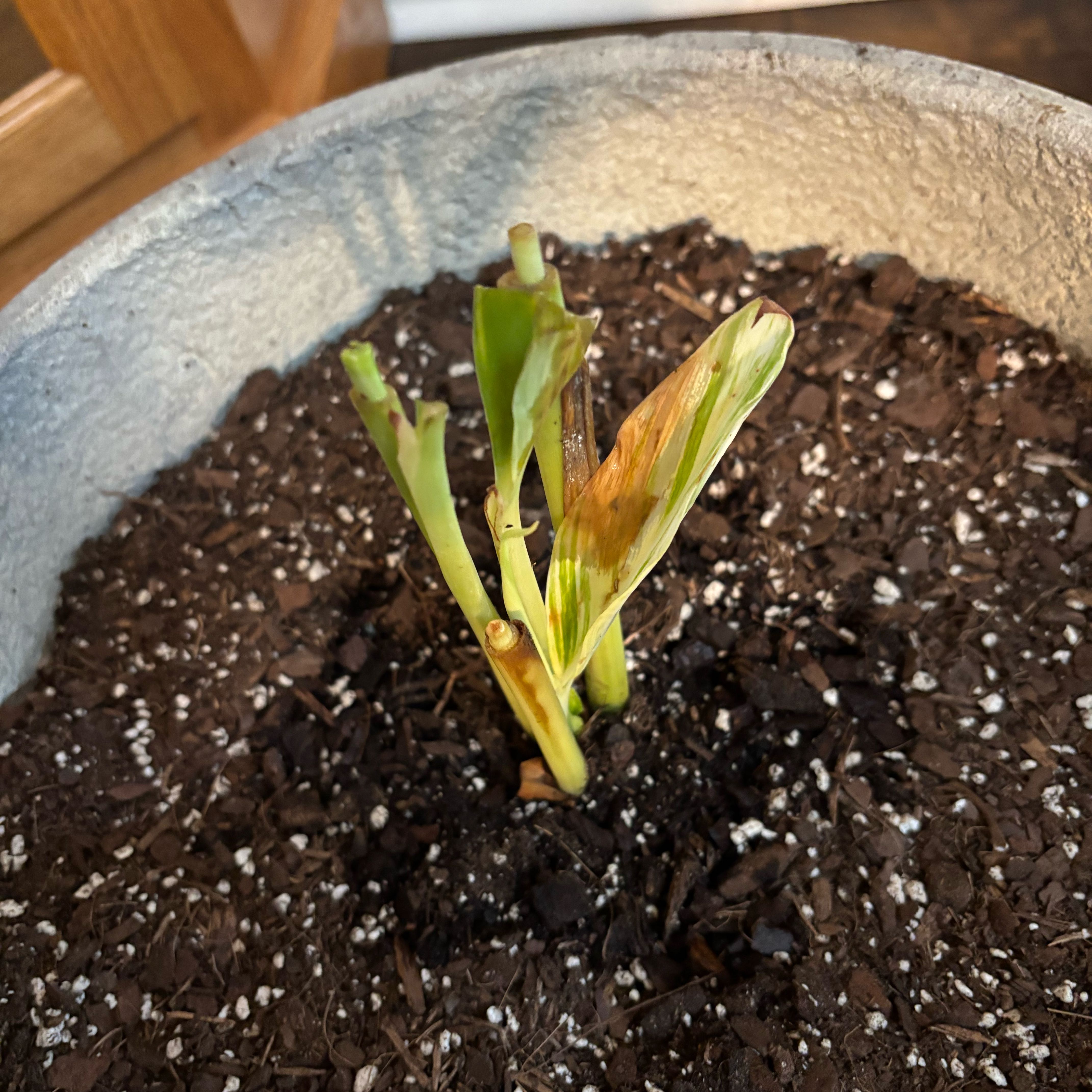 Photo of the plant species Variegated Shell Ginger by @PeppyOkra90 named Duke on Greg, the plant care app