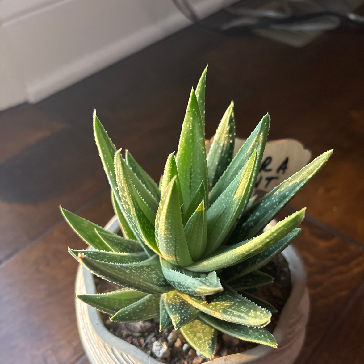 Photo of the plant species Gasteraloe 'Flow' by @PeppyOkra90 named Girlfrond on Greg, the plant care app