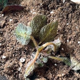 Photo of the plant species Devil's Spineflower by @TopMatgrass60 named Austen on Greg, the plant care app