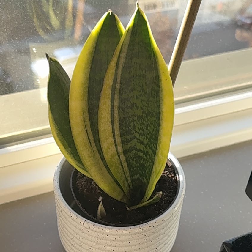 Photo of the plant species Sansevieria 'Superba' by @FunBloodleaf88 named Walt on Greg, the plant care app