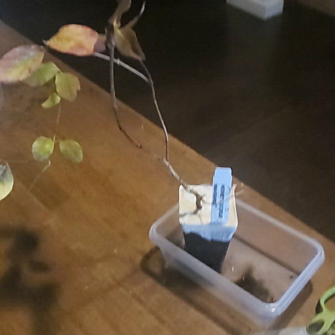 Photo of the plant species Mandarin Honeysuckle by @SugarSmellfox51 named Stella on Greg, the plant care app