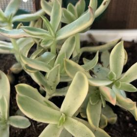 Photo of the plant species Crassula biplanata by @ProphetPotato88 named Eva on Greg, the plant care app