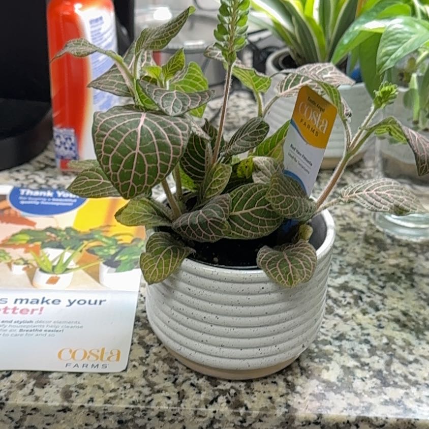Photo of the plant species Red Vein by @SterlingMint58 named Daphne on Greg, the plant care app